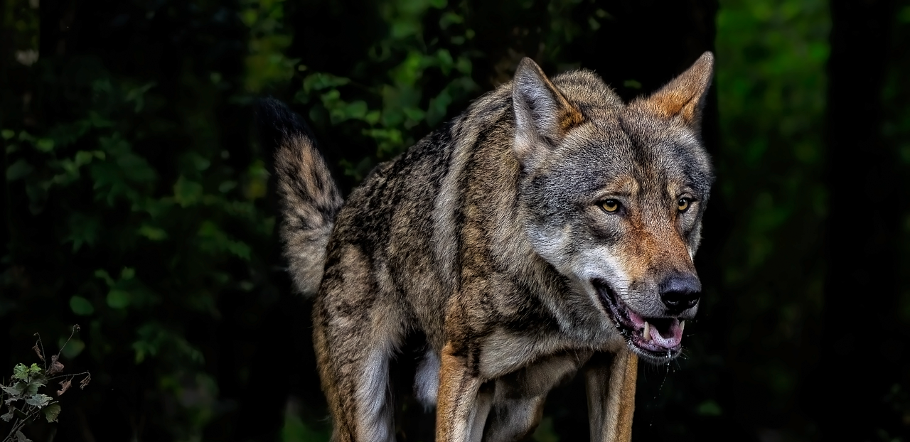 loup_Angela from Pixabay.png