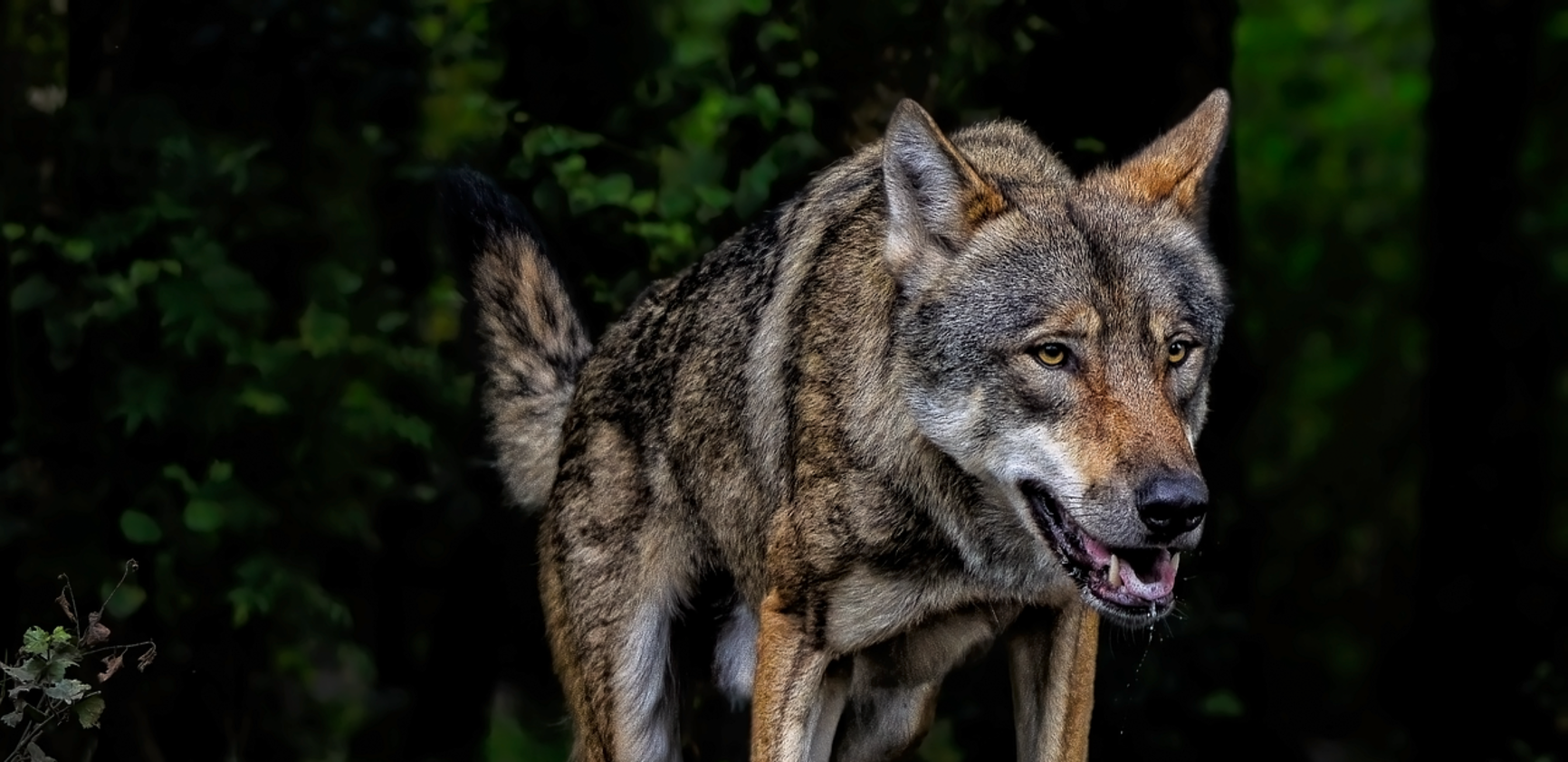 loup_Angela from Pixabay.png