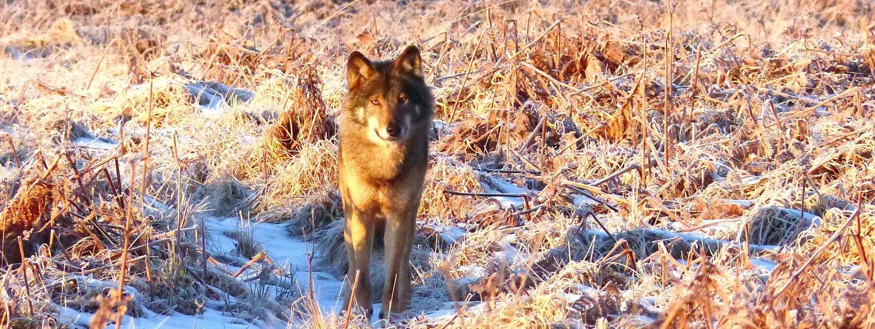 loup_akela.jpg