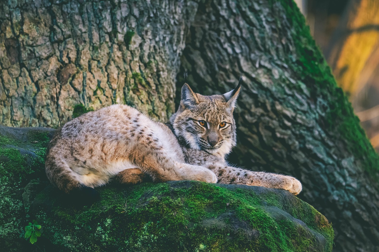 lynx Armin Forster from Pixabay.jpg