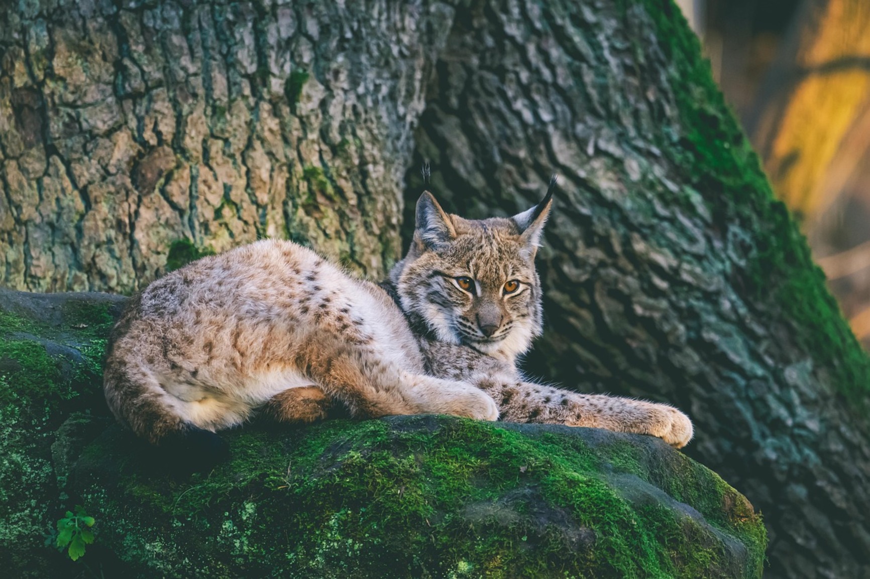 lynx Armin Forster from Pixabay.jpg