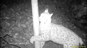 Vidéo du lynx de la Semois