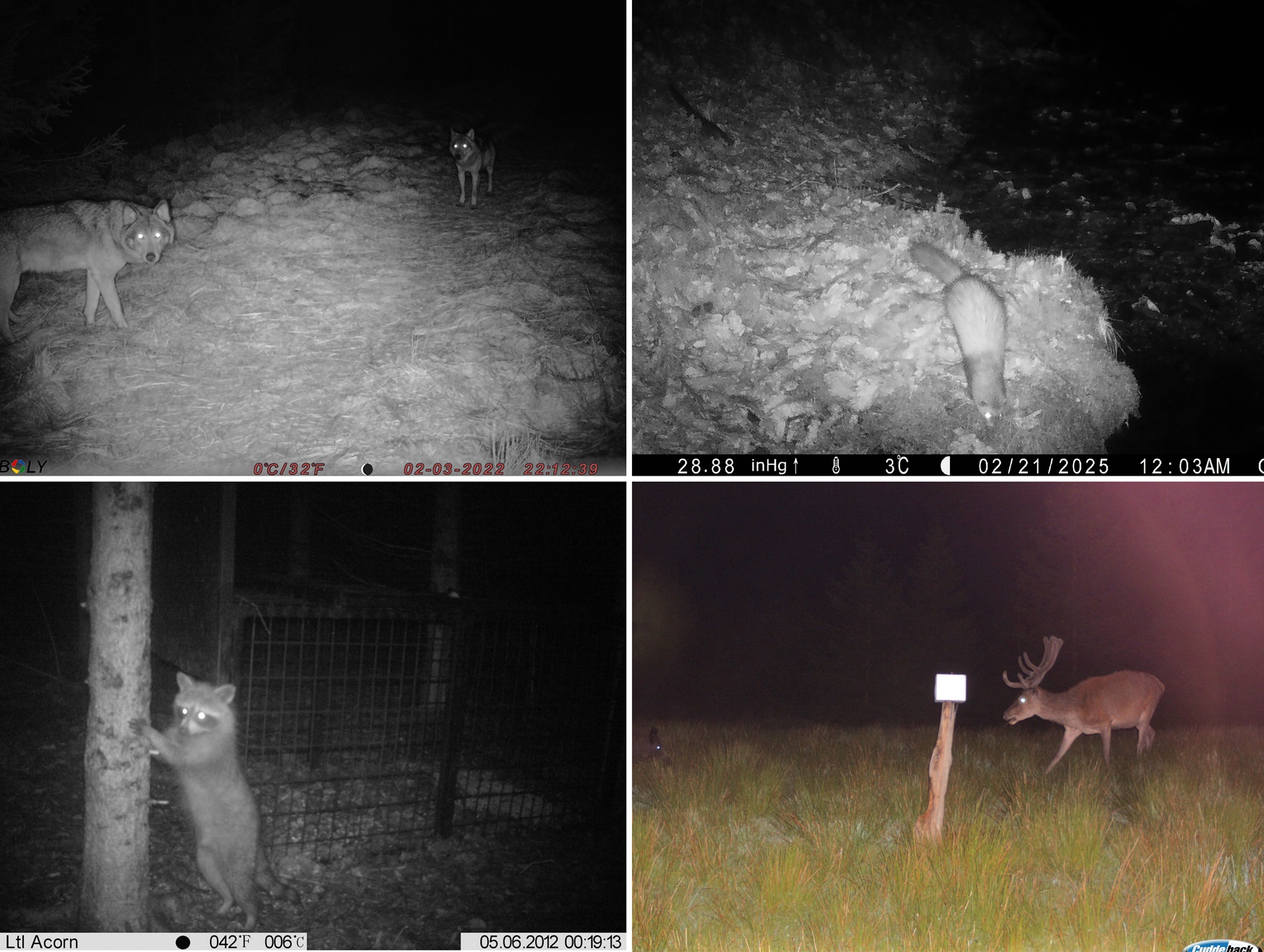 cameratrap.jpg