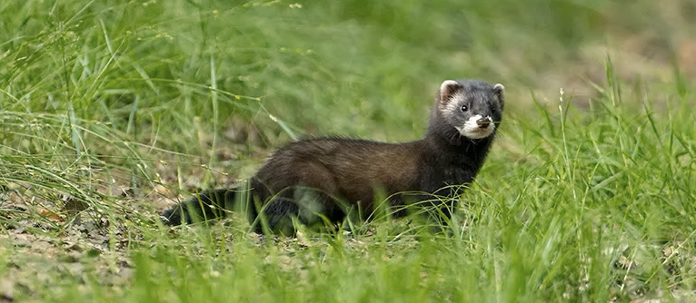 putois_Dan_steenhaut.copy.jpg