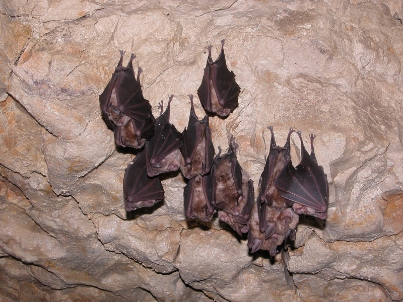 rhinolophus_ferrumequinum_jeanlouisGathoye.jpg