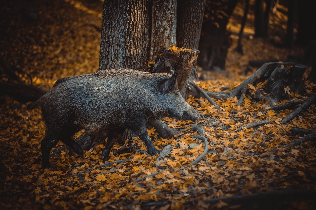 efficacite-des-methodes-de-controle-des-deplacements-des-sangliers-protocole-de-revue-de-la-litterature-et-definition-de-scenarios