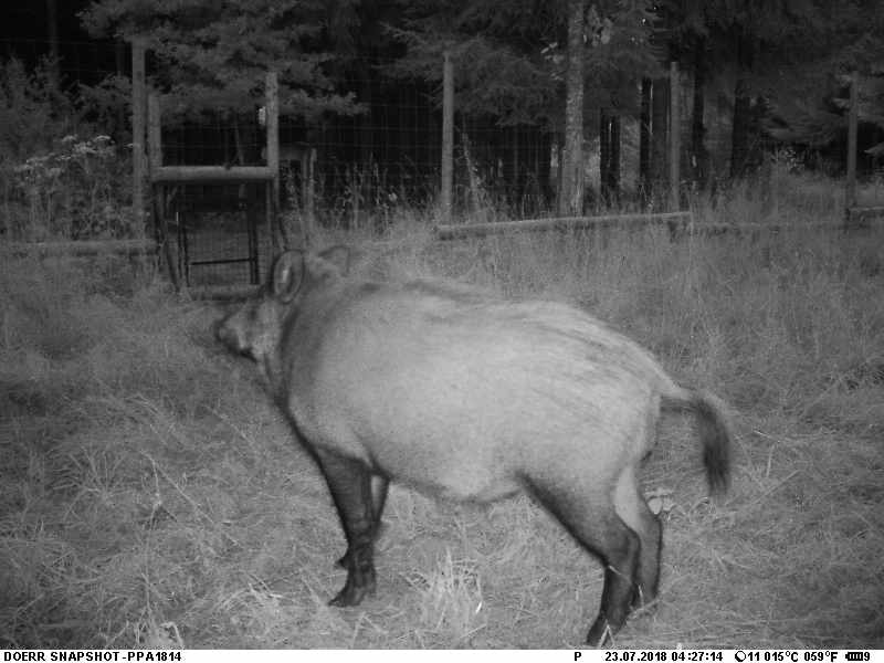 gestion-des-populations-de-sangliers-dans-l-union-europeenne-avant-et-pendant-la-crise-de-la-ppa