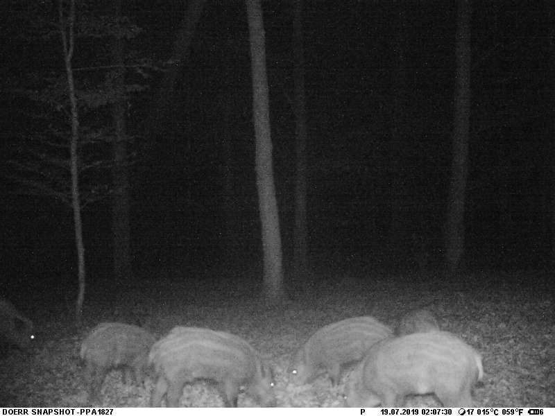 peste-porcine-africaine-evaluation-du-potentiel-des-pieges-photographiques-dans-la-surveillance-des-tendances-d-occupation-des-sangliers-dans-les-zones-infectees-et-non-infectees