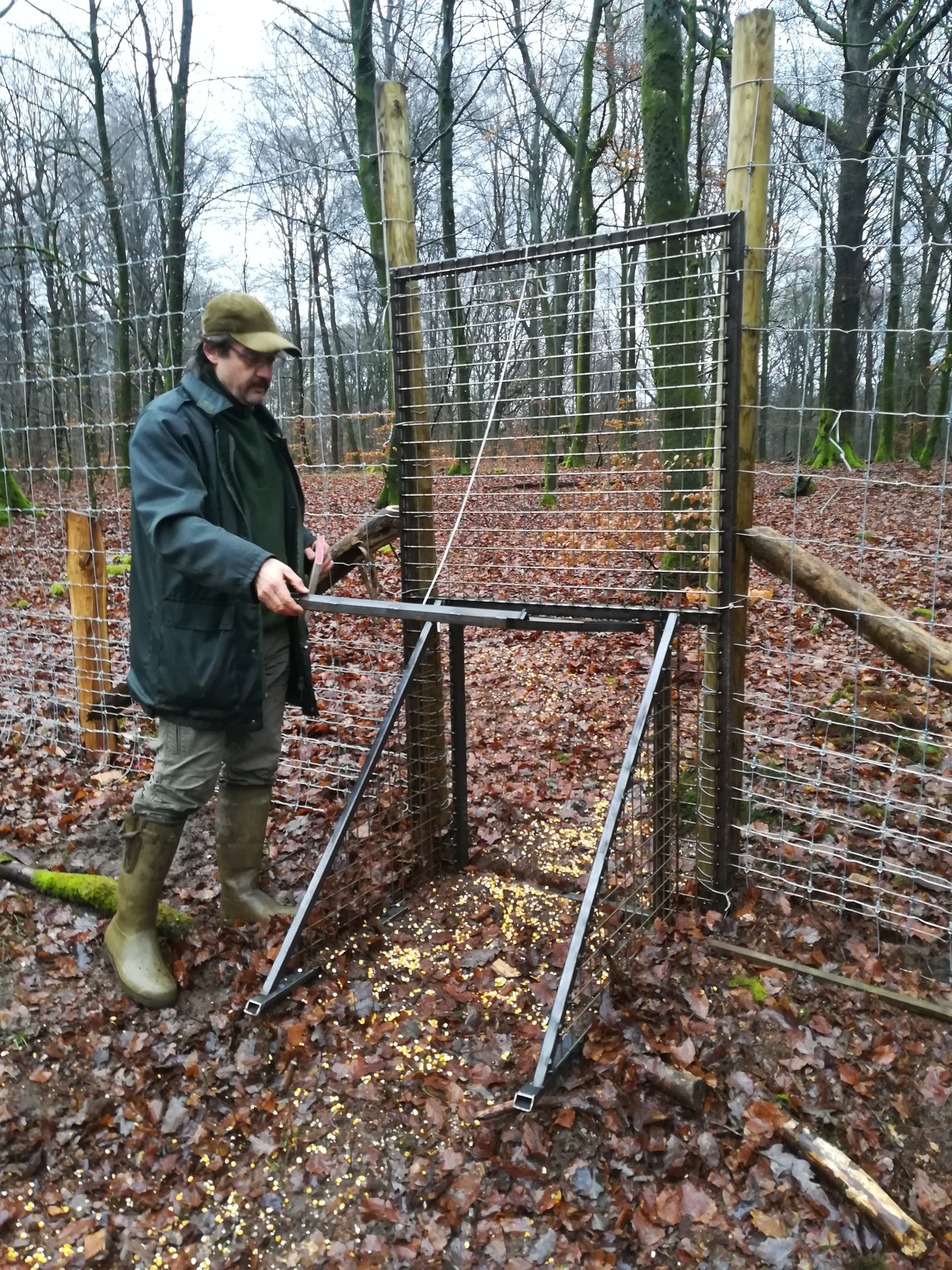peste-porcine-africaine-l-experience-belge