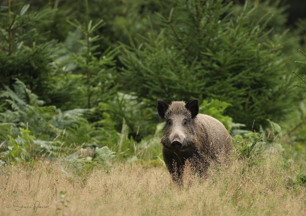 sanglier_Serverin_Pierret.JPG