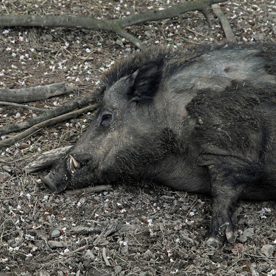 sanglier_carcasse_obs.jpg