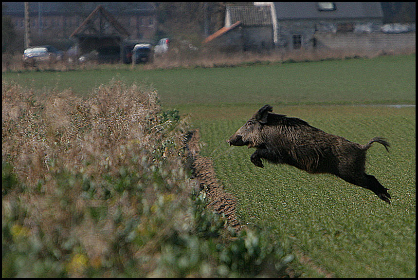 les-populations-de-sangliers-en-hausse-le-nombre-de-chasseurs-en-baisse-un-examen-des-tendances-et-des-implications-pour-l-europe