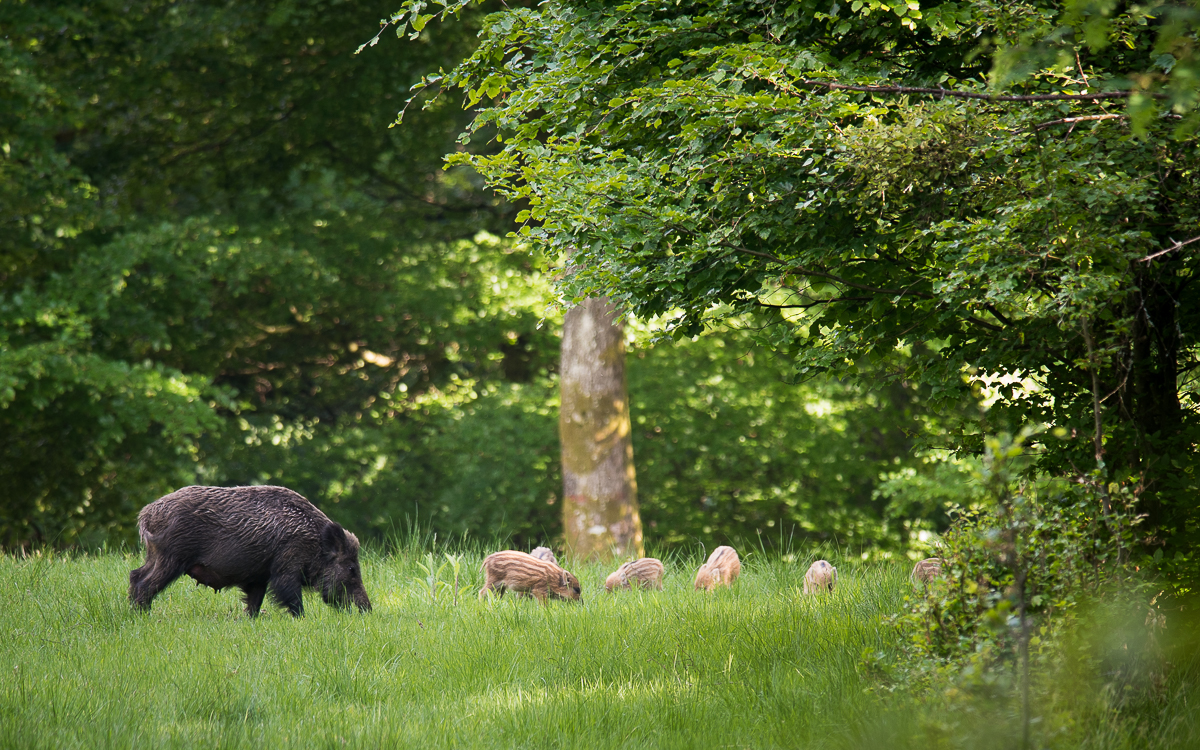 sanglier_marca_adrien_corbier