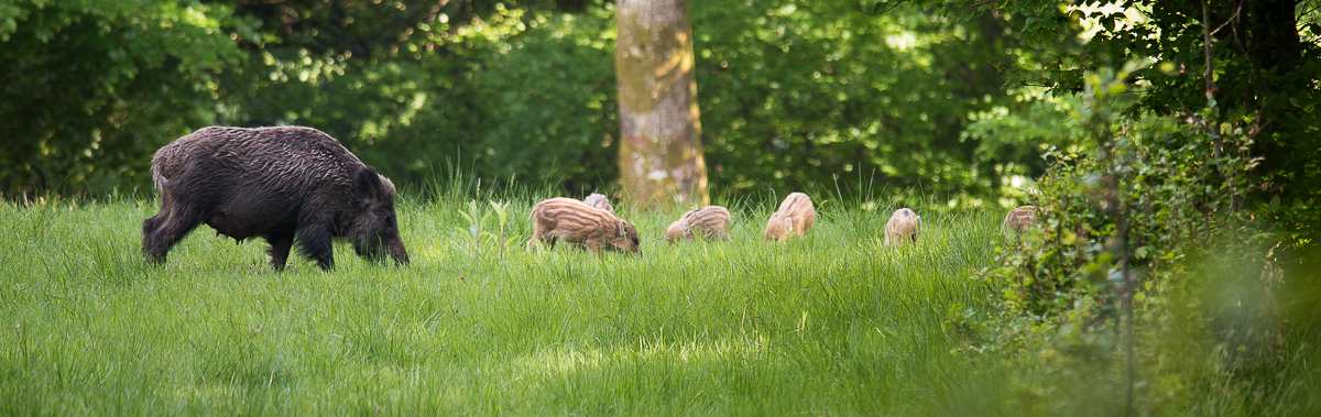 sanglier_marca_adrien_corbier_banniere