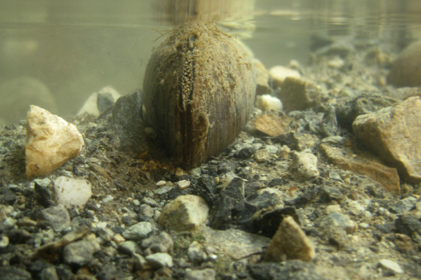 Bachmuschel_1_Daniel Kufner.jpg