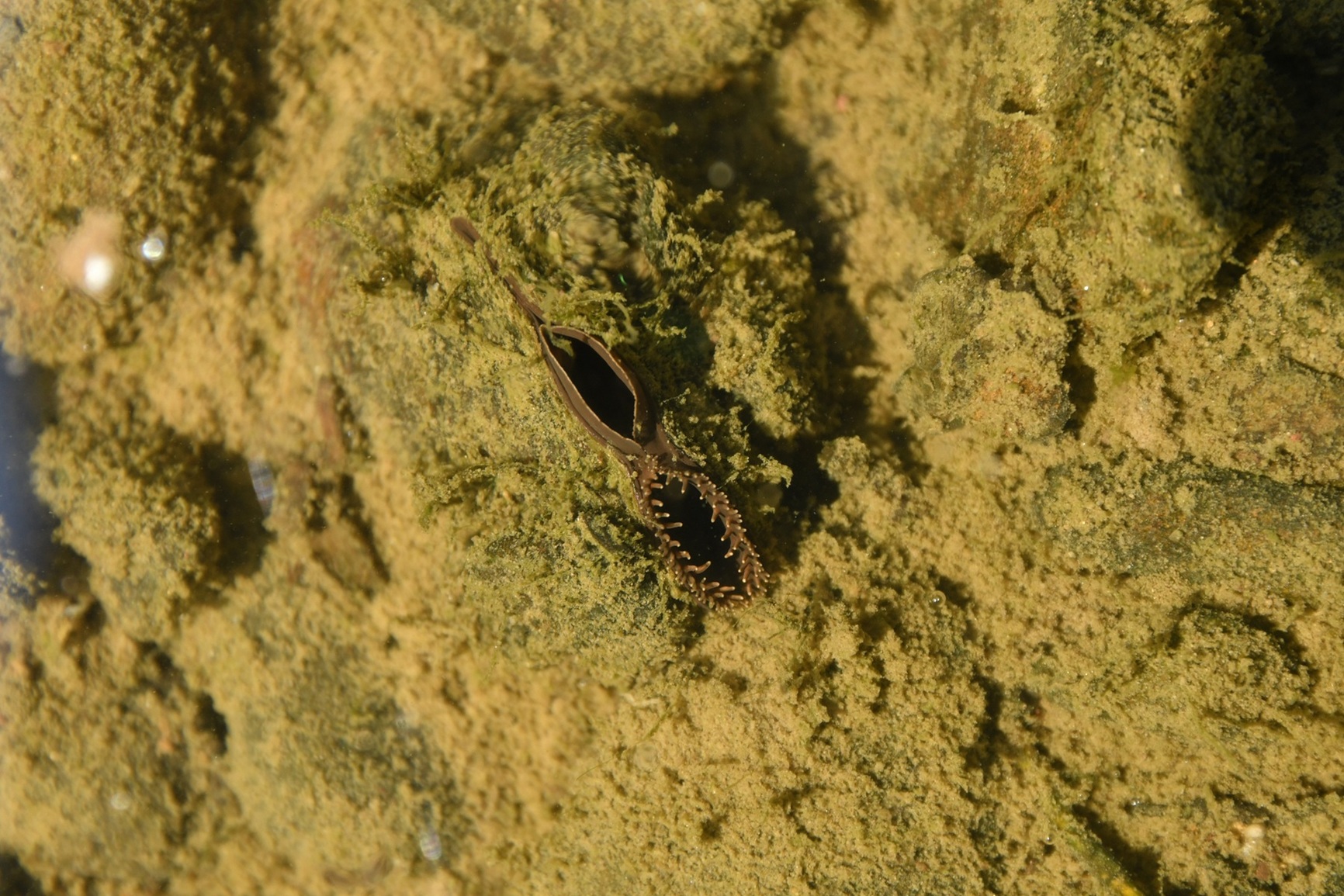 Mulette epaisse_5.JPG