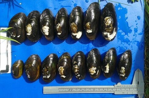 mulette epaisse_taille.jpg