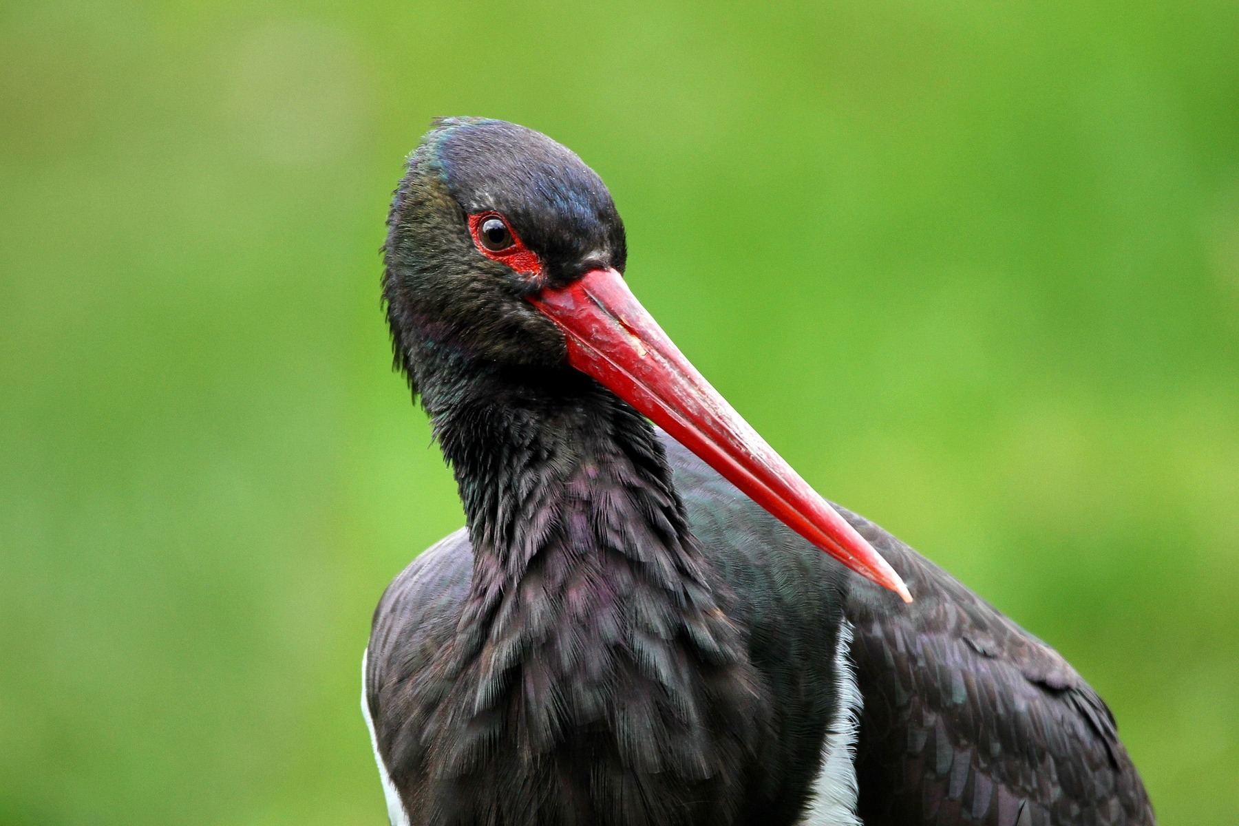 liste-rouge-des-oiseaux