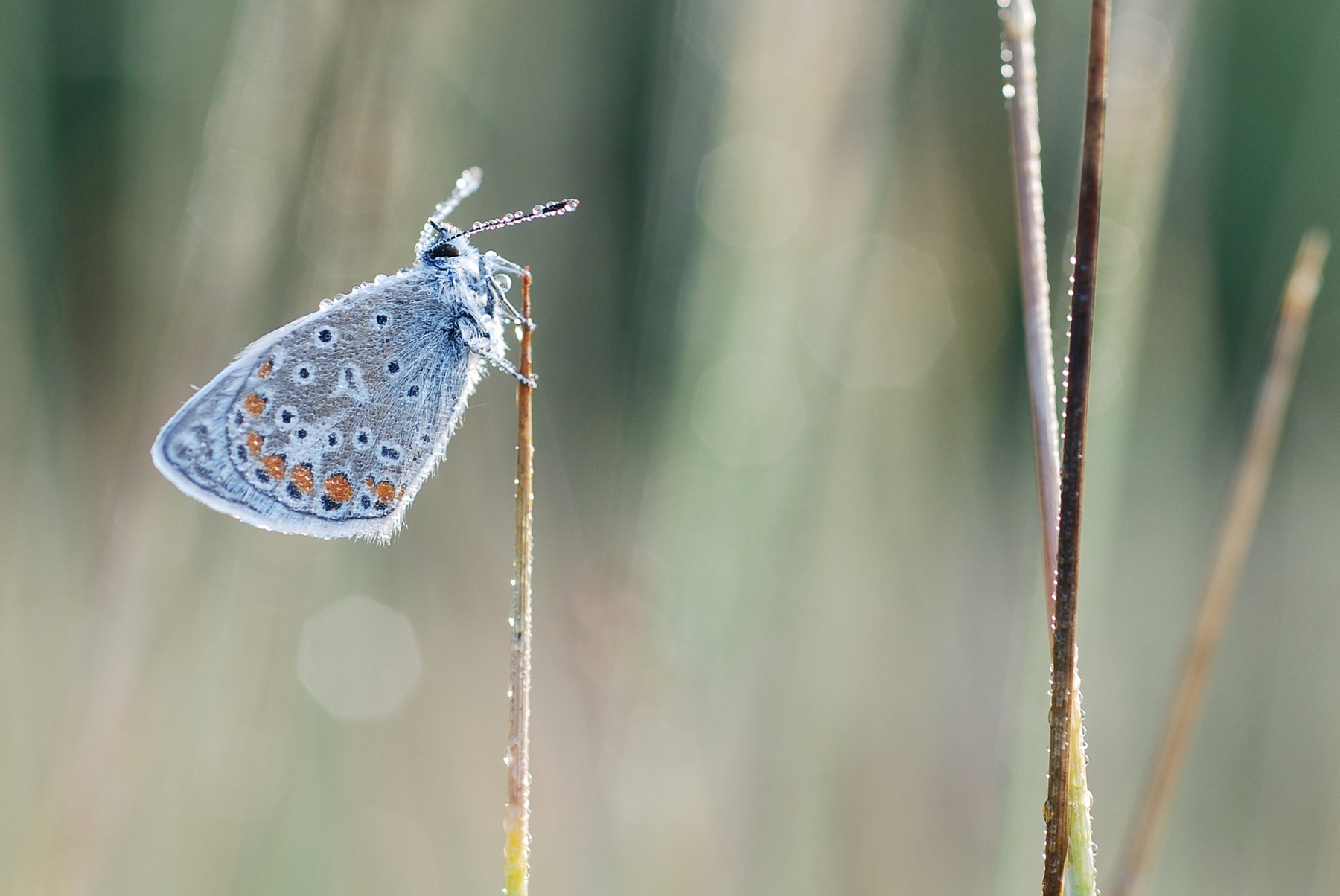 papillon_pluie_icarus_gillessanmartin.jpg