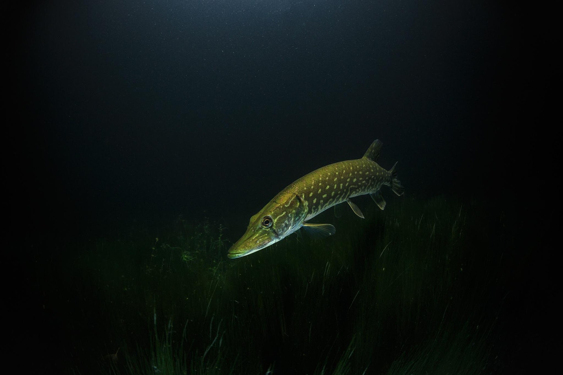 brochet_Marcel Einig.jpg