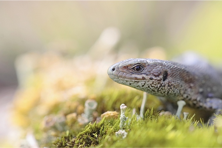 Lezard_souches_Seb_Krickx.jpg