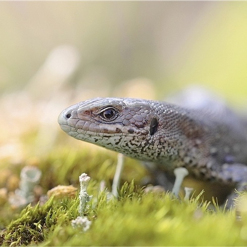 Lezard_souches_Seb_Krickx.pave.jpg