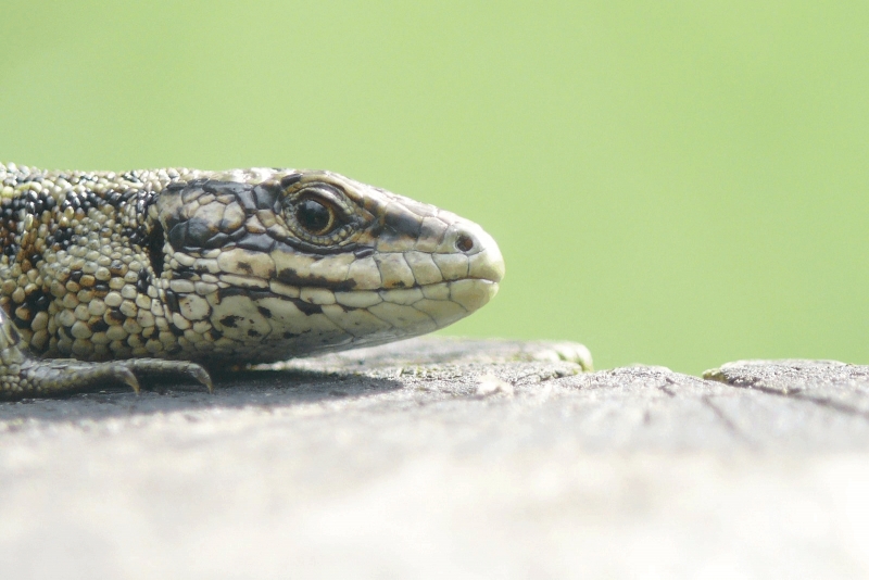 liste-rouge-des-amphibiens-et-reptiles