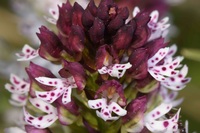 Liste rouge de la flore vasculaire (2022) 