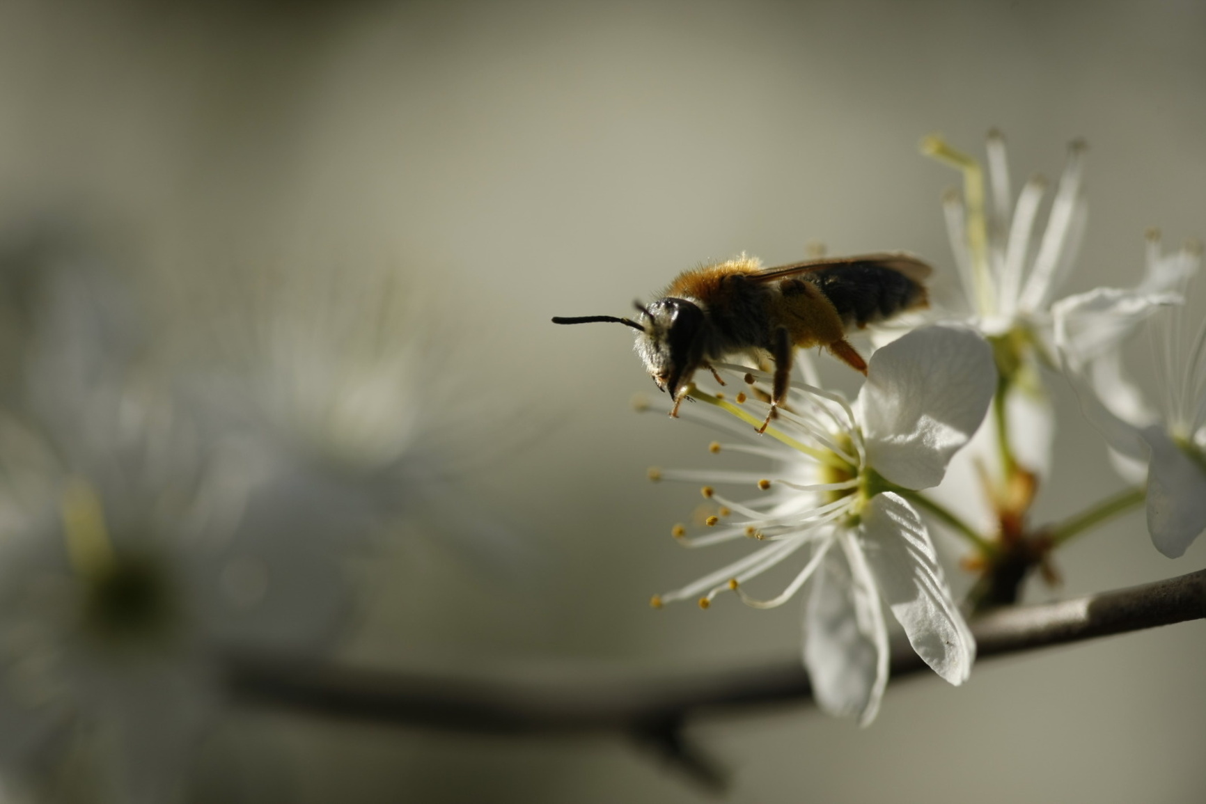 Prunellier fleur avec abeille Lesve 06-04-2011 (3).JPG (Nature Wallone)