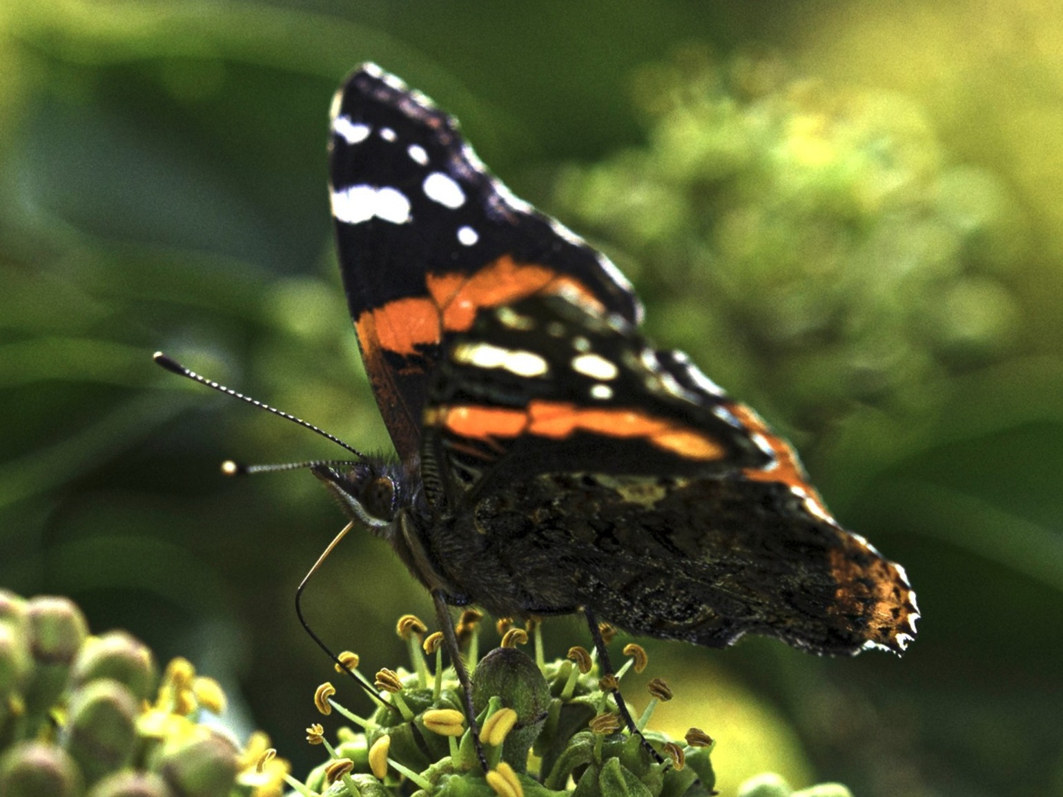 cropped-Papillon_21_Vanessa atalanta papillon Vulcain  (8).JPG