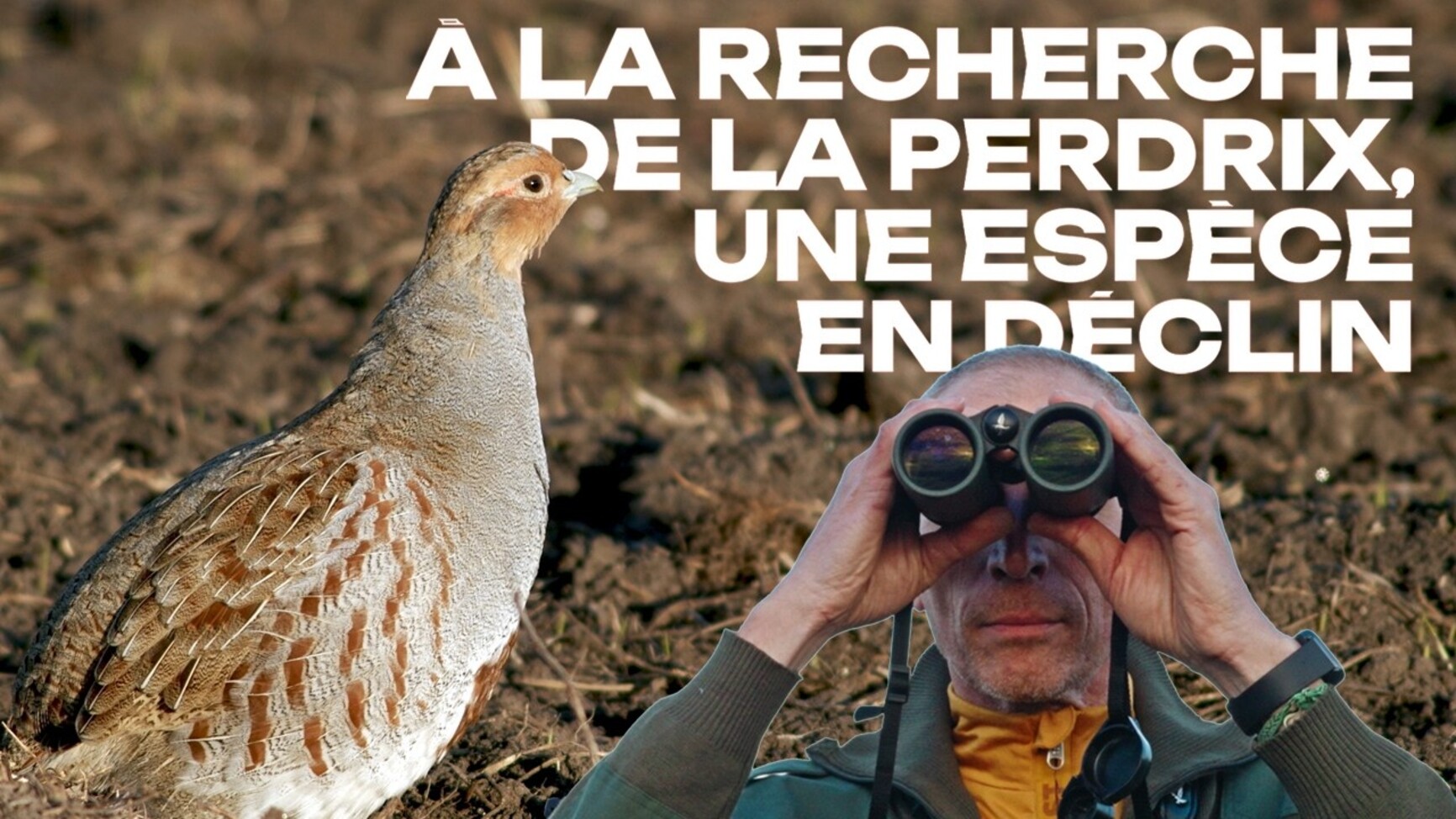 A la recherche de la perdrix, une espèce en déclin