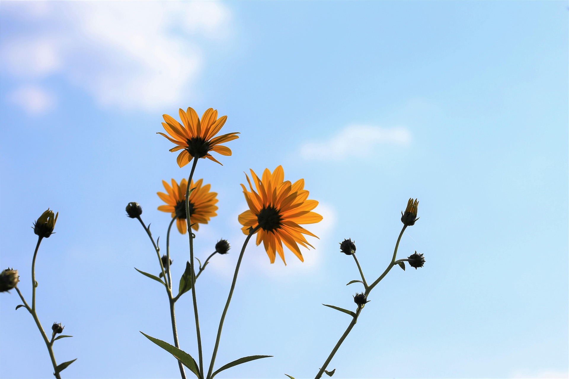 arnica-Goran Horvat from Pixabay.jpg