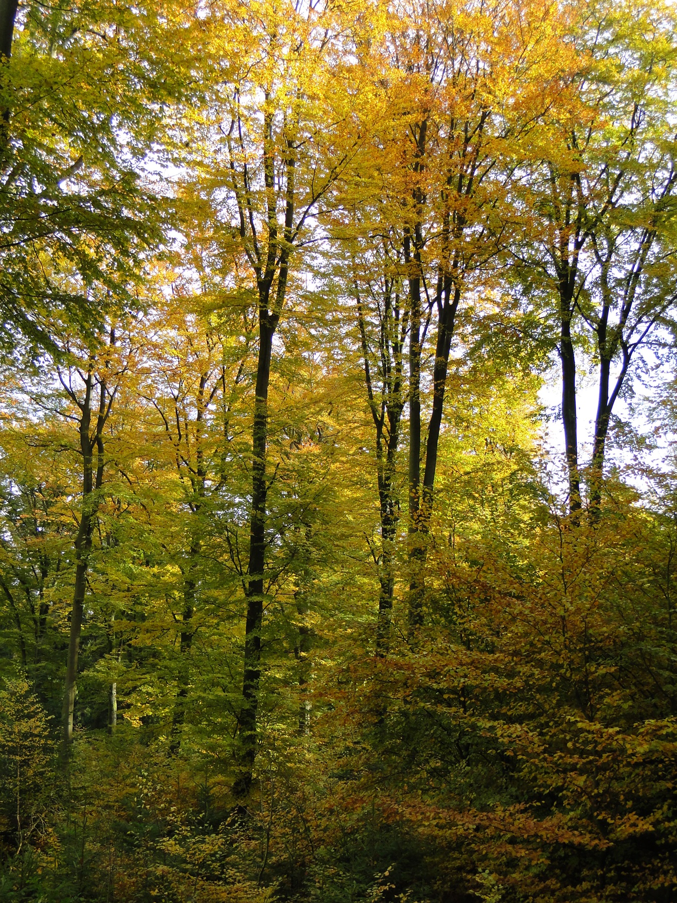 foret_VFichefet.jpg