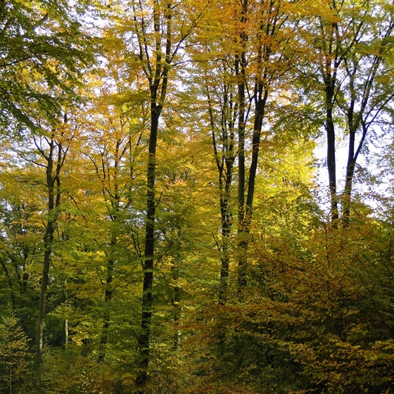 foret_VFichefet.pave.jpg