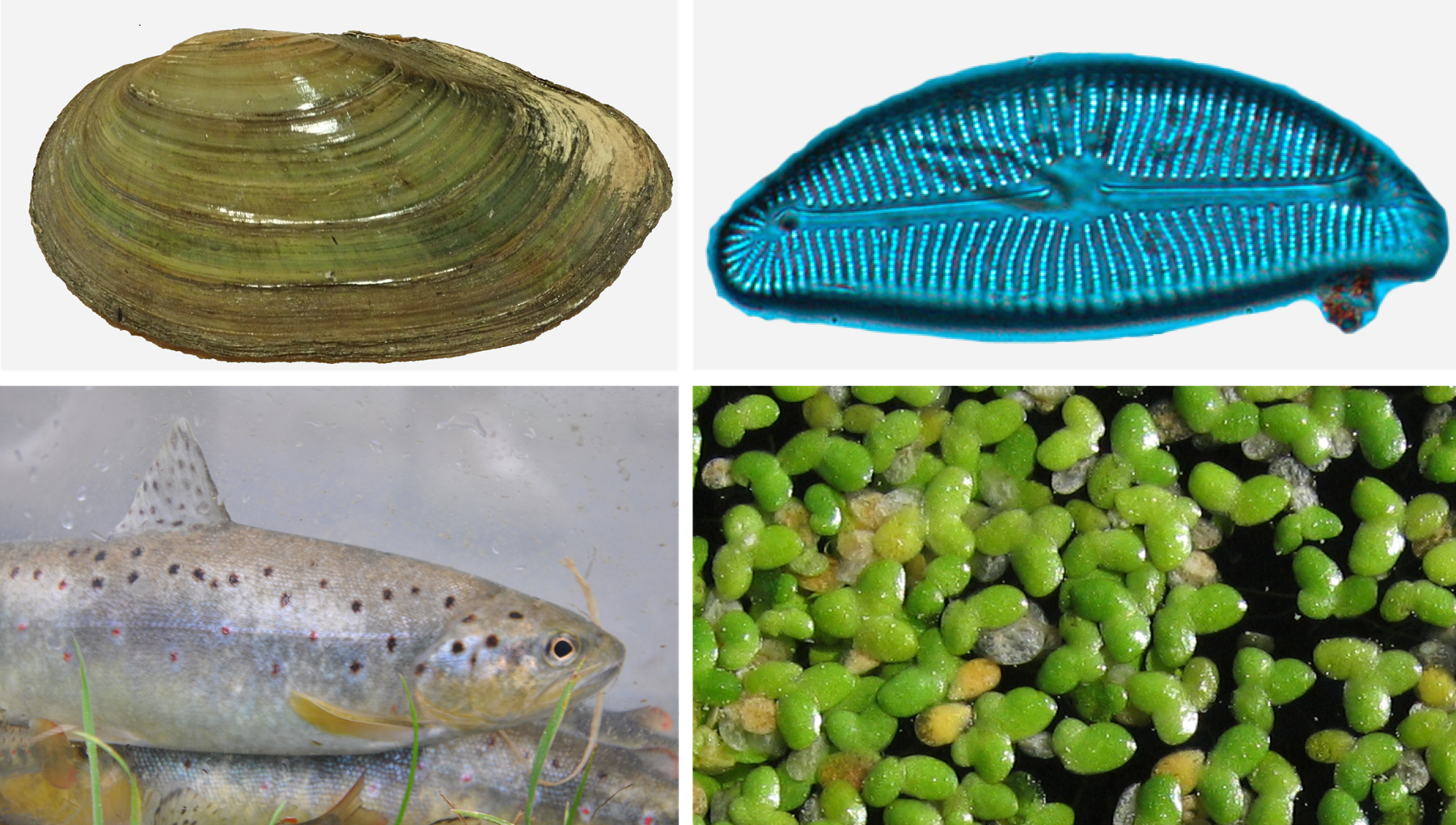 hydrobio_mozaique.png