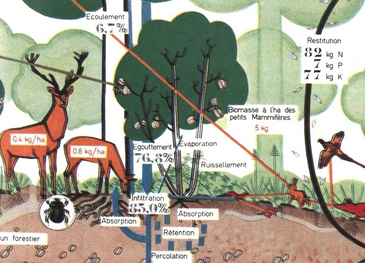 schema_synthese_ecologique_duvigneaux_1980.png