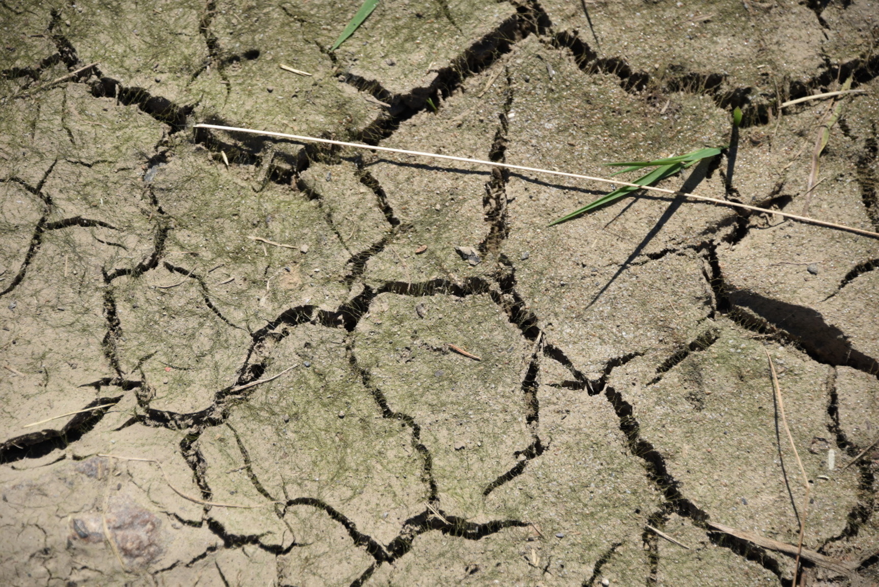 © SPW - O.Gilgean_secheresse_15554.JPG (Terre assechée)