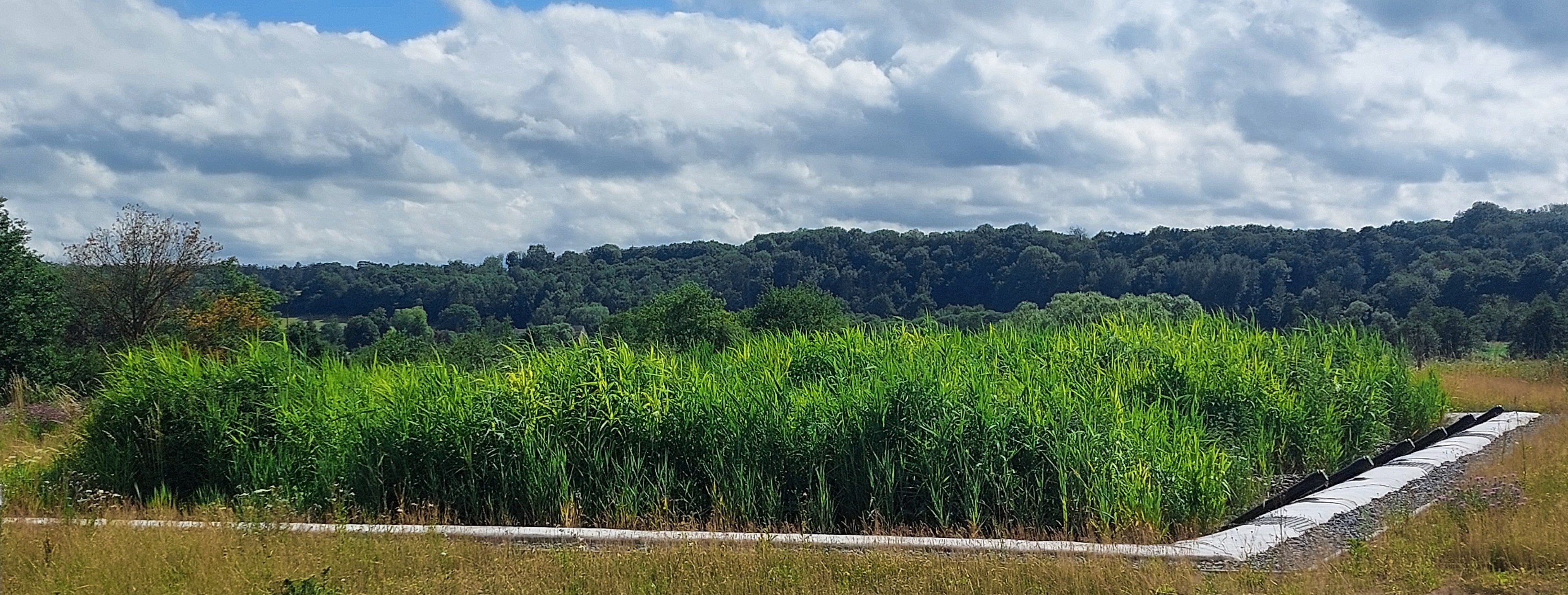 20250627_lagunage_CatherineGénéreux.jpg