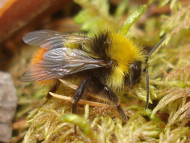 Bombus_pratorum_01.JPG