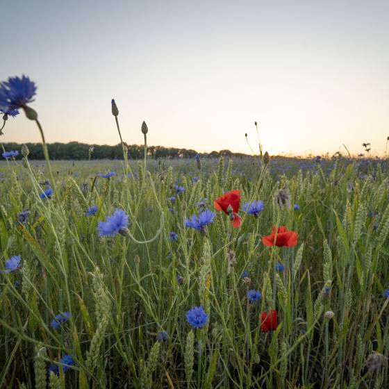 FLEUR_FloreffeFinDeJournée _AlainCoppens_carre.JPG