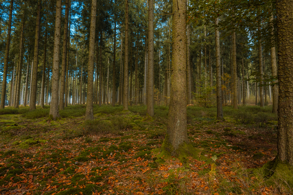Les services écosystémiques en forêt et dans les plaines agricoles : les experts en parlent