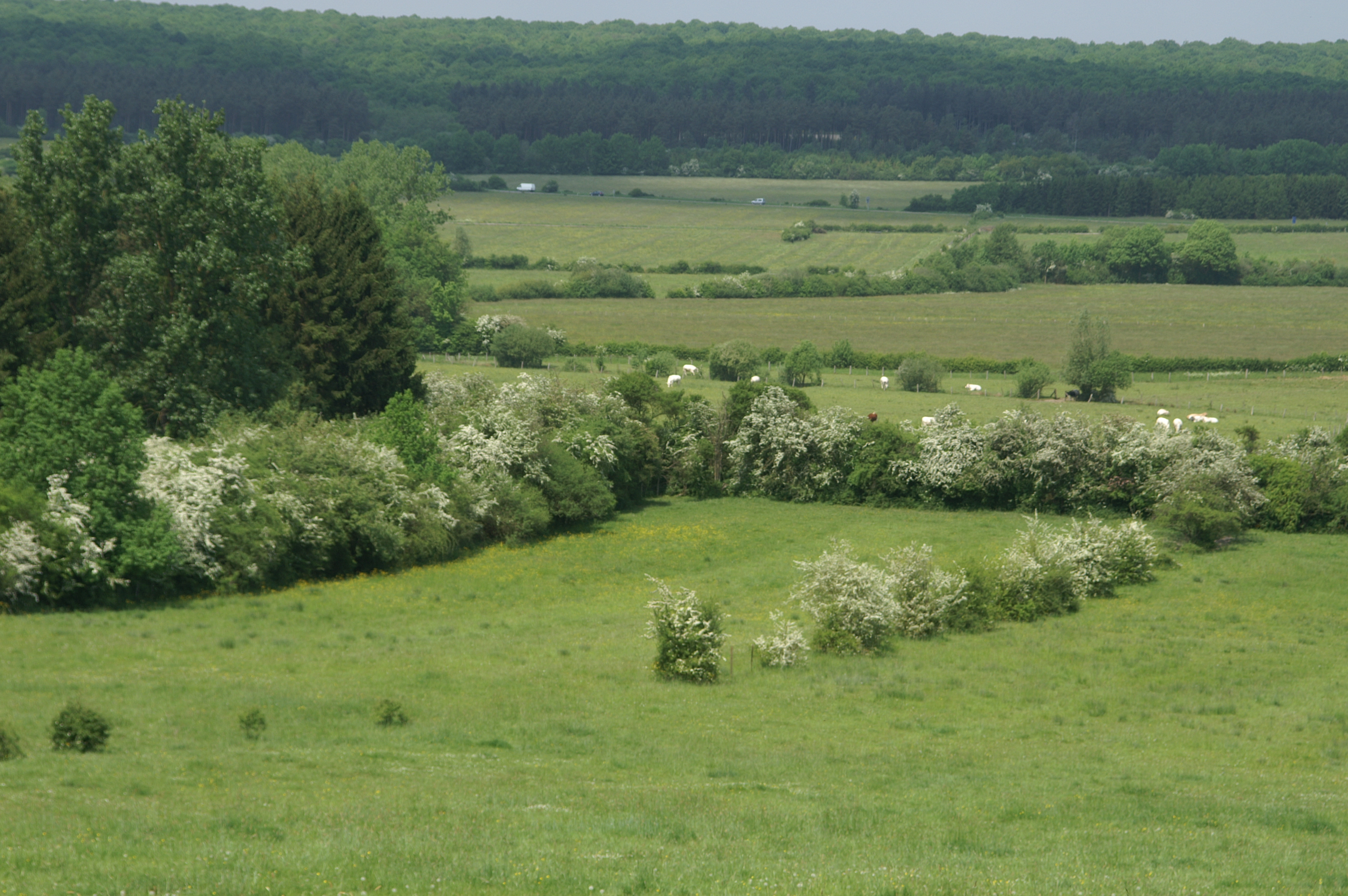 Haies_Bocage_Famenne_Rochefort_Eprave_michel_fautsch_2023