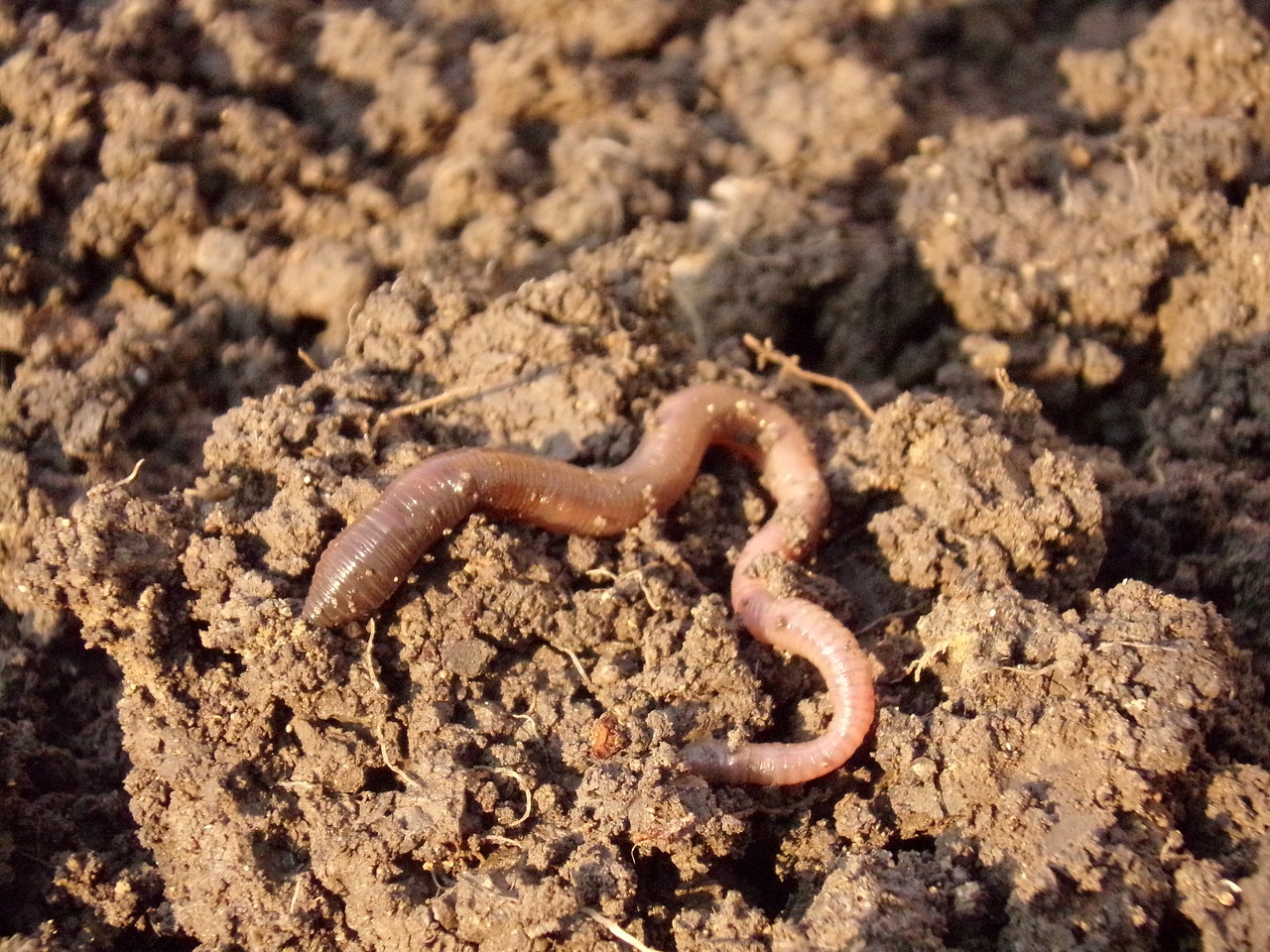 SOLS Focus 3_earthworm-g059a203d7_1280.jpg