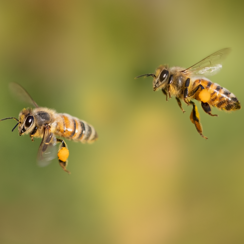 abeilles_Ted Erski from Pixabay.pave.png