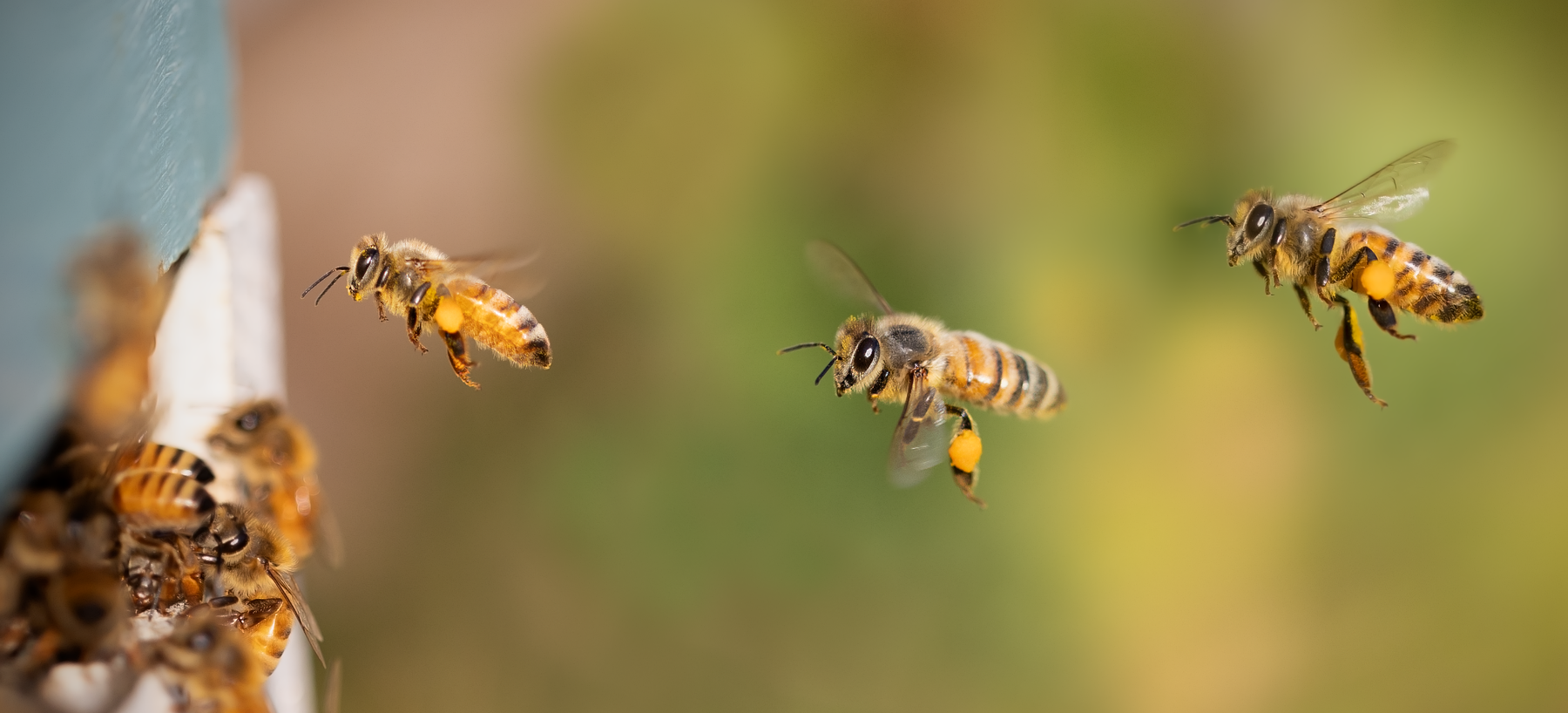 abeilles_Ted Erski from Pixabay.png