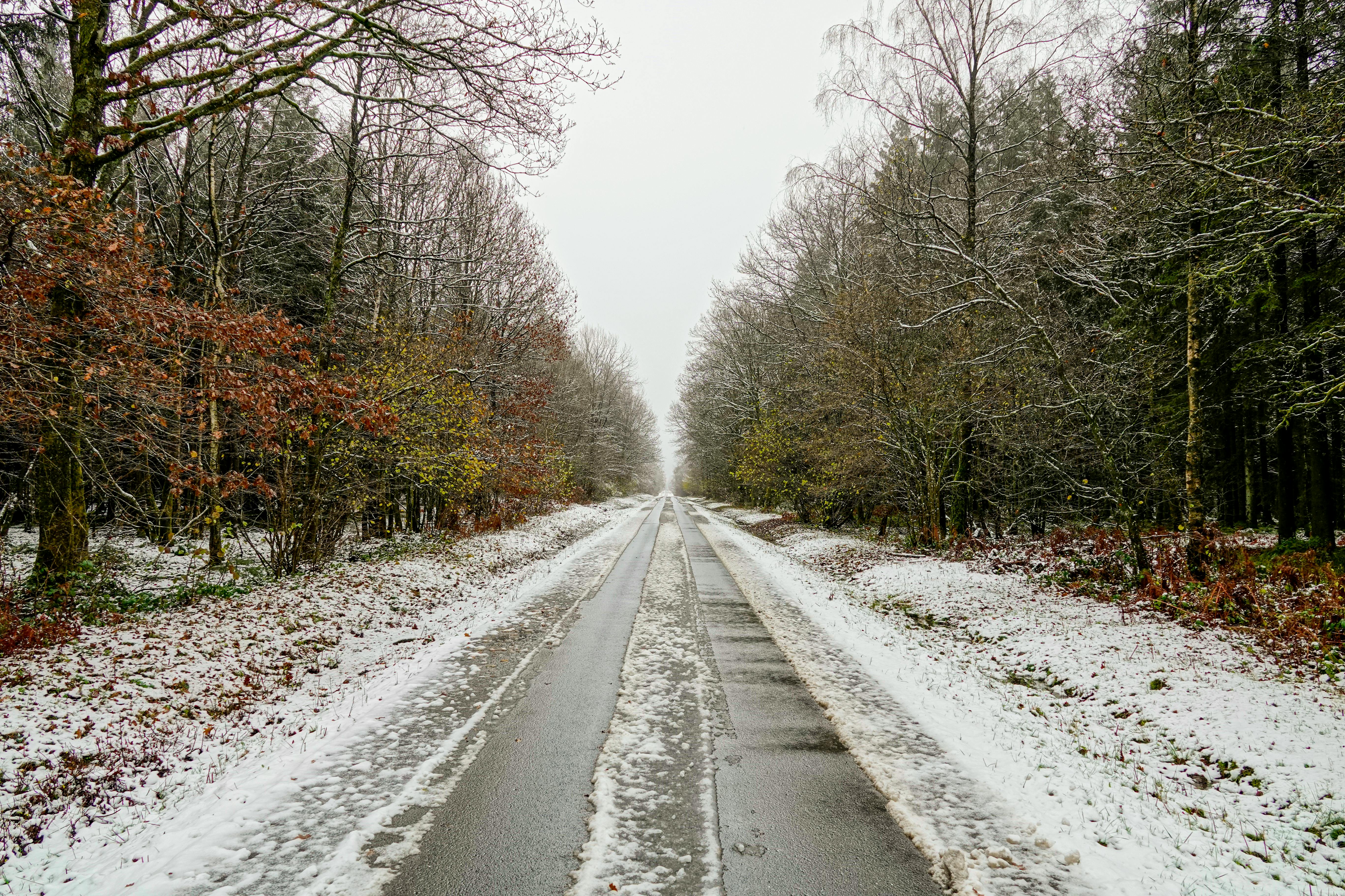 climat_foret_didier_grognet_pexel.jpg