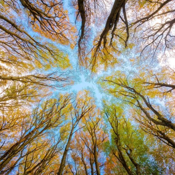 ecosyst_forestier_canopeecarre.JPG