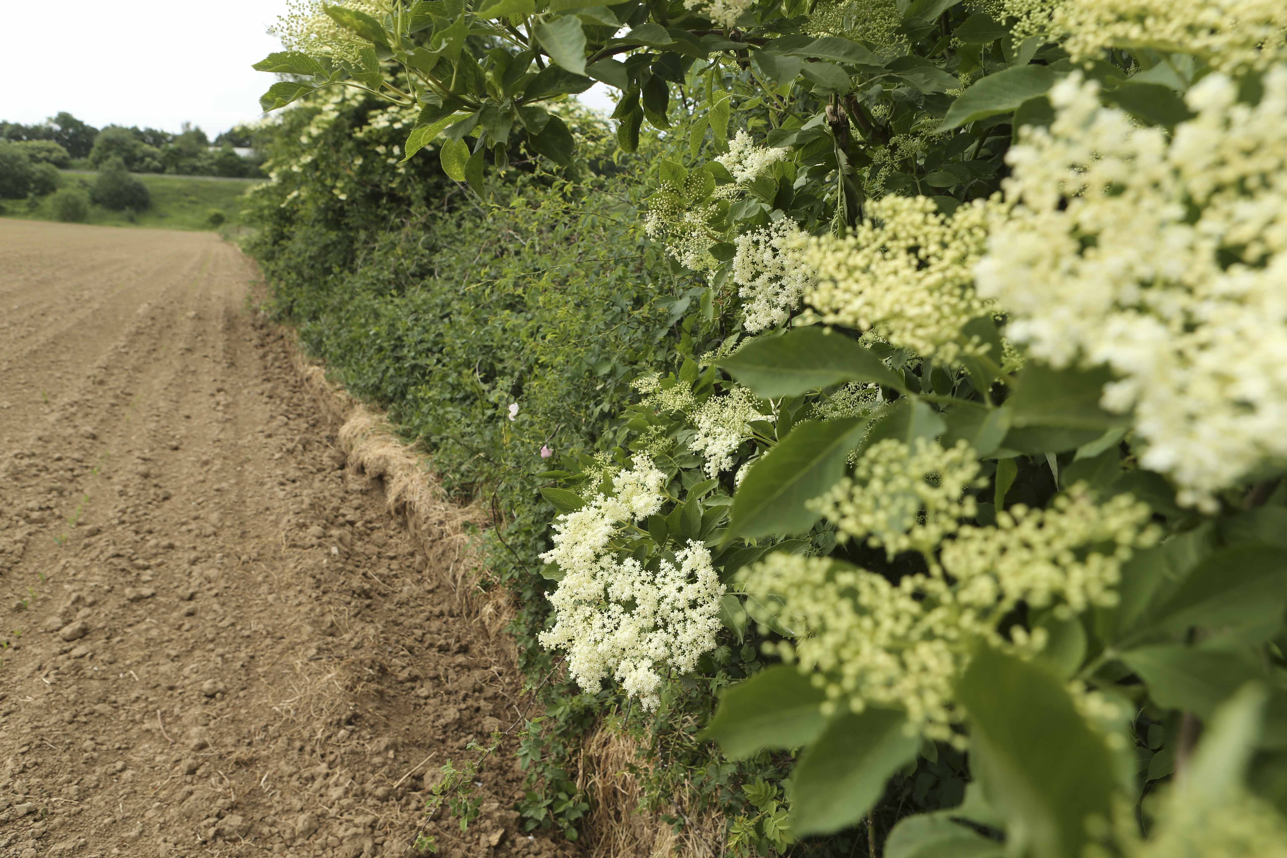 haies_Achêne_michel_fautsch_230523