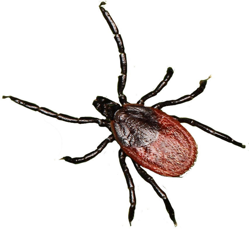 Ixodes_pacificus_domainepublic.png