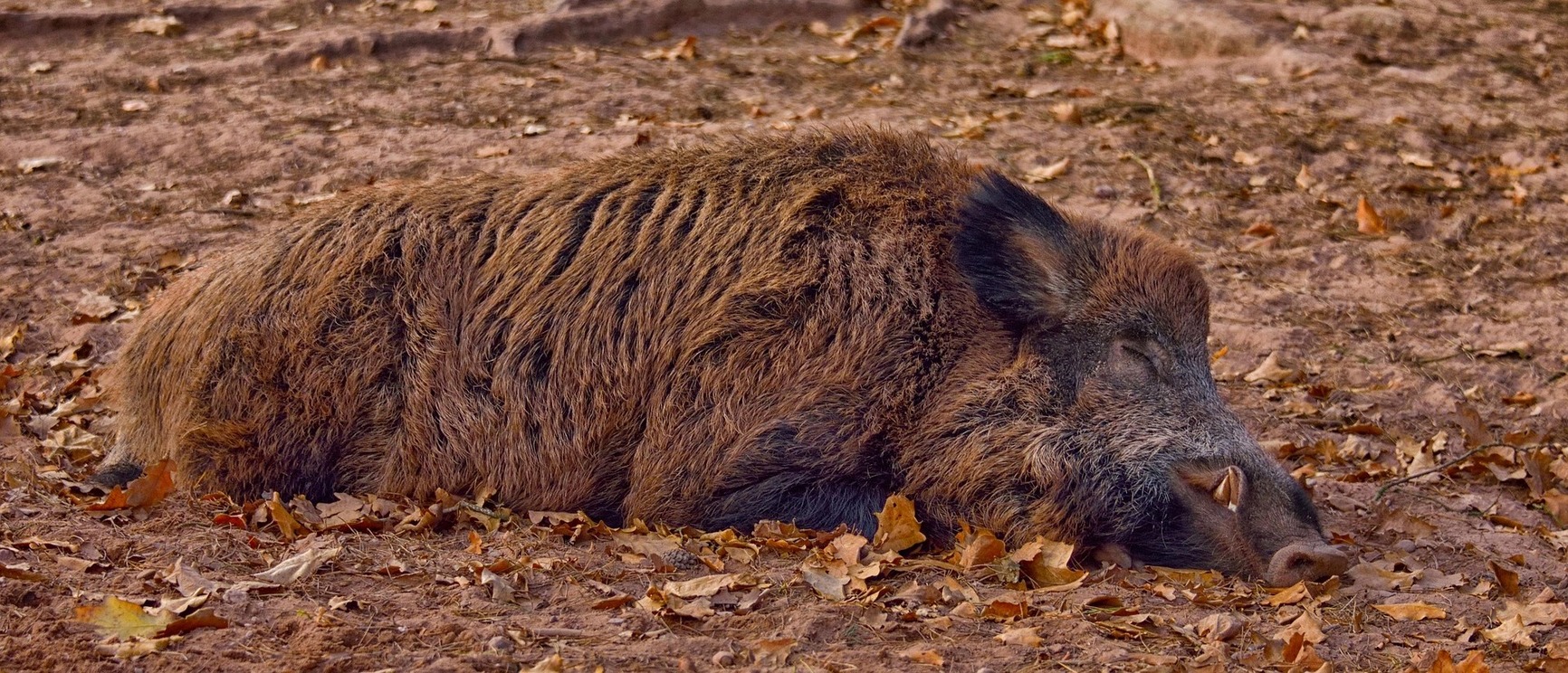 sanglier_Marion_Wellmann from Pixabay.banniere.jpg